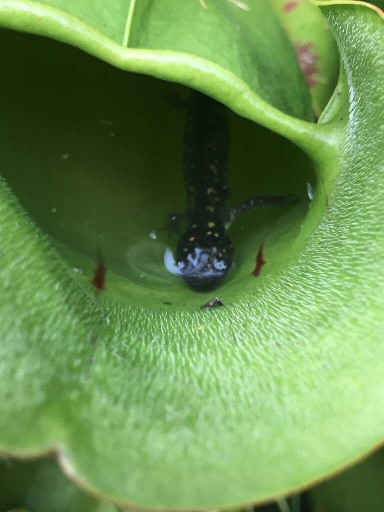 Planta de jarra con una salamandra atrapada dentro de ella