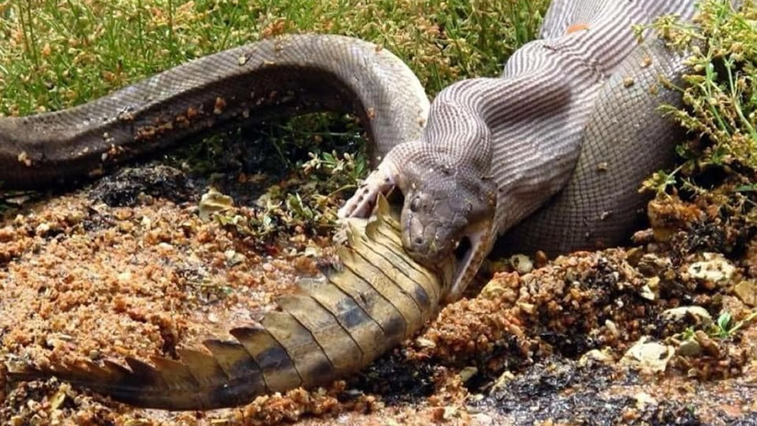 Fotografían a una pitón tragando un cocodrilo entero en Australia