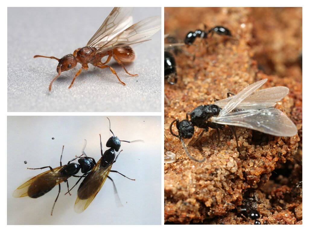 Un enjambre de hormigas voladoras invaden Gran Bretaña