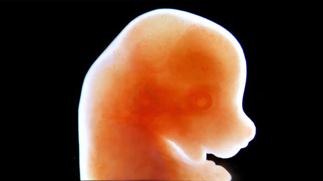 Japón creará embriones híbridos entre roedor y humano