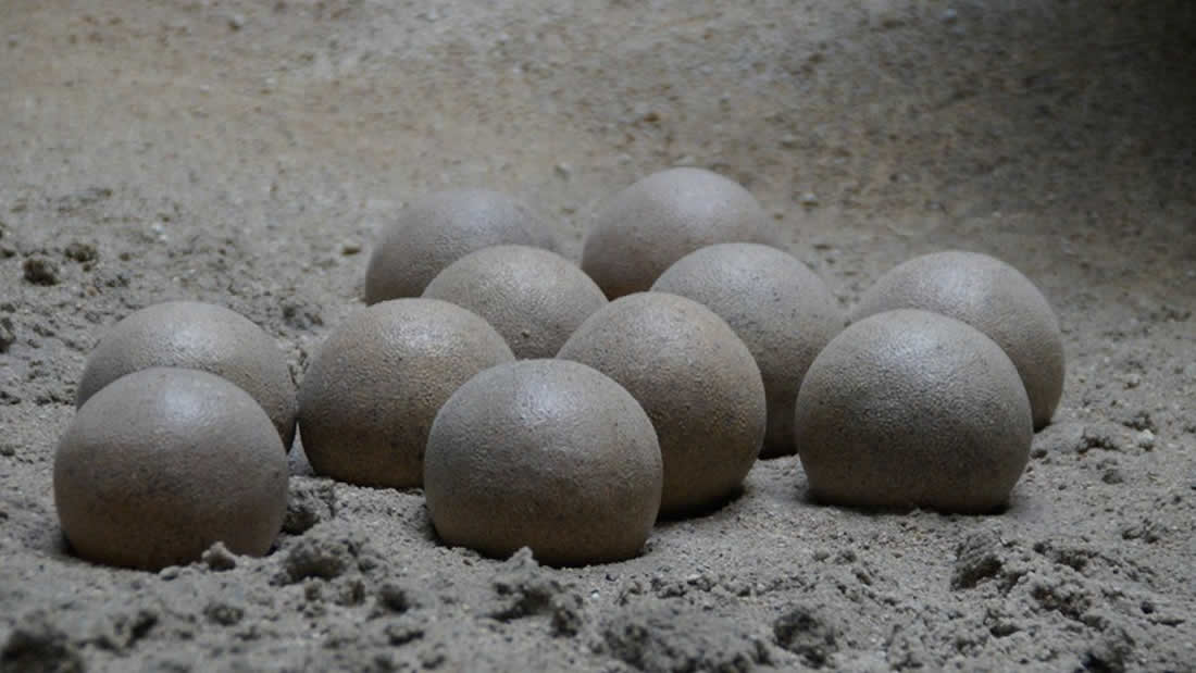 Niño halla un nido de huevos de dinosaurio de 65 millones de años en China