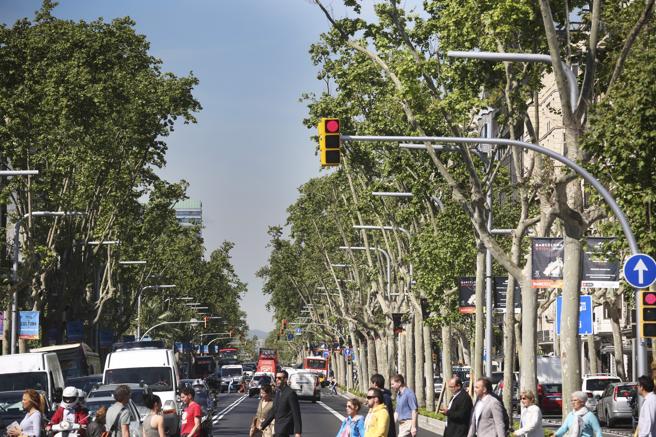 El nuevo estudio indica que también se deben tener en cuenta los árboles en zonas urbanas o periurbanas
