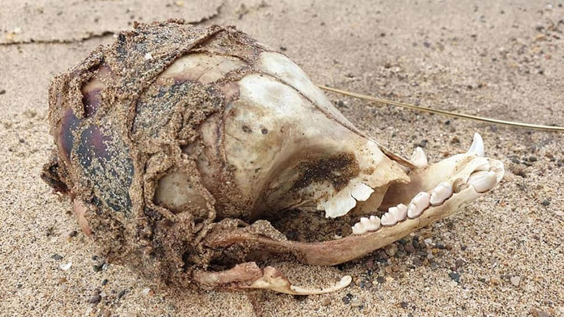 Misterioso cráneo «sin cuencas» aparece en playa del Reino Unido