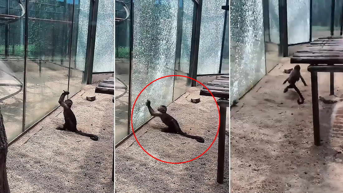 Mono intenta romper su jaula de vidrio con una roca en China