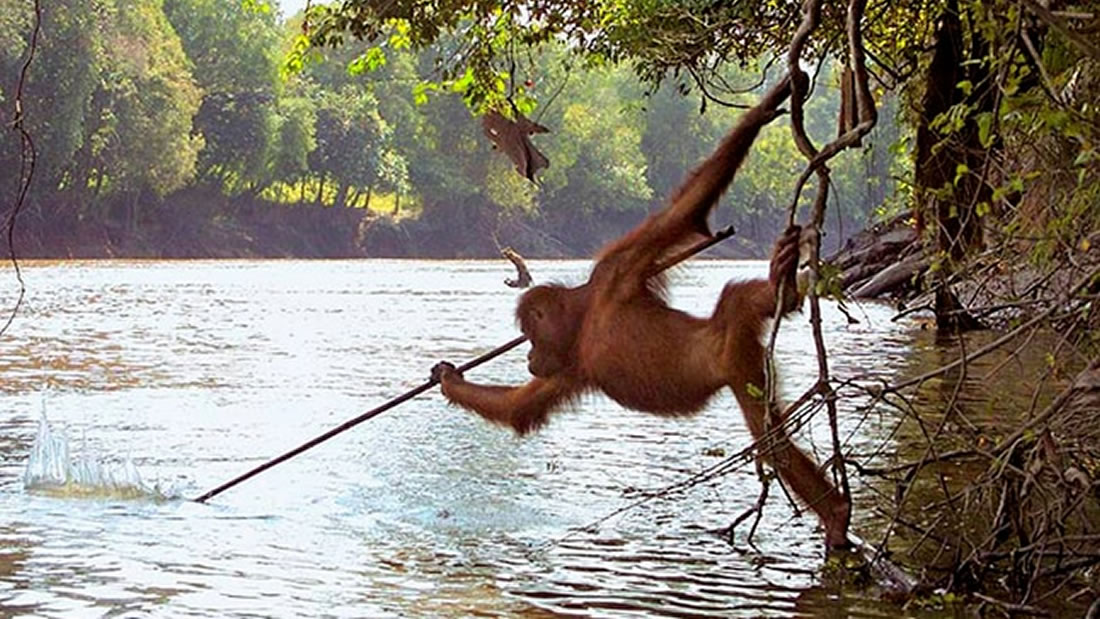 Orangután es captado pescando con una lanza en Borneo, Indonesia