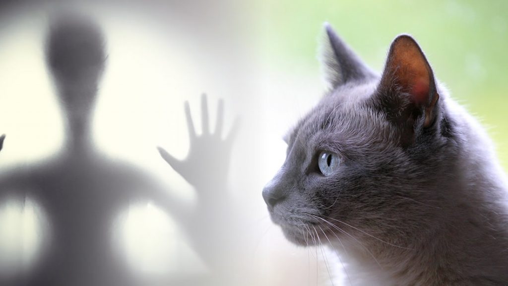 Cómo los gatos nos protegen de espíritus malignos – CODIGO COSMICO