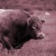 Científicos crean toros sin cuernos usando «piratería» genética