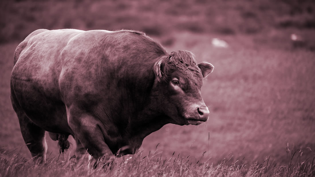 Científicos crean toros sin cuernos usando «piratería» genética