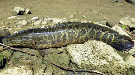 Descubren un pez caminante en Georgia y puede sobrevivir hasta 4 días fuera del agua