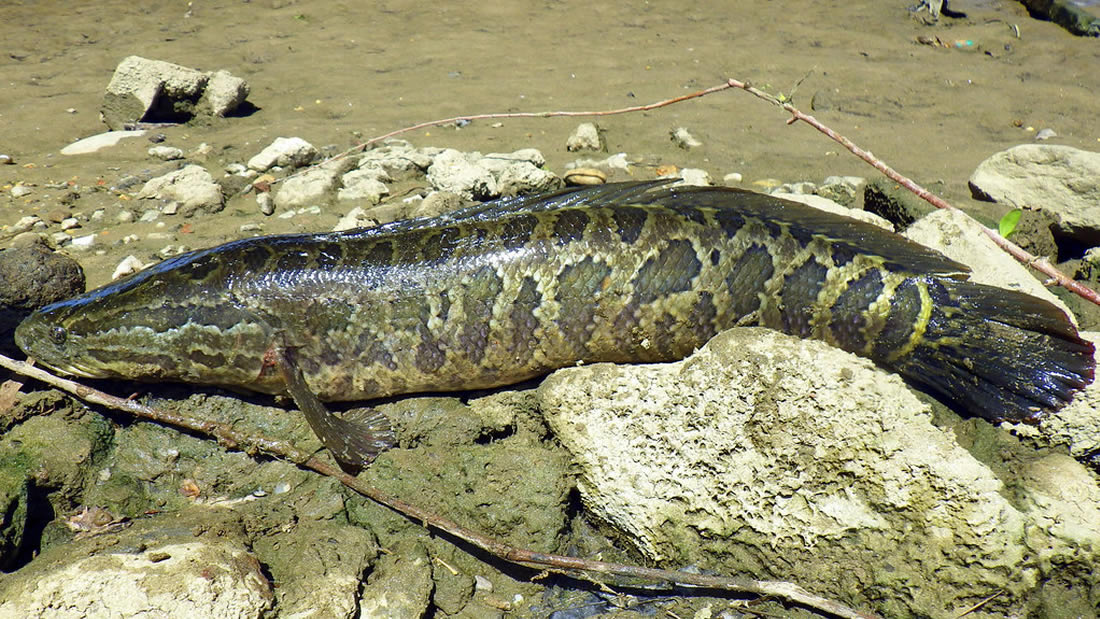 Descubren un pez caminante en Georgia y puede sobrevivir hasta 4 días fuera del agua