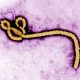 Preocupante: Japón ha importado Ébola y otros virus mortales previo a los Juegos Olímpicos de Tokio