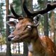Nevada se encuentra en alerta máxima por enfermedad del «ciervo zombie»