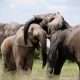 Elefantes africanos se extinguirán en 2040 sino actuamos ahora, dice WWF