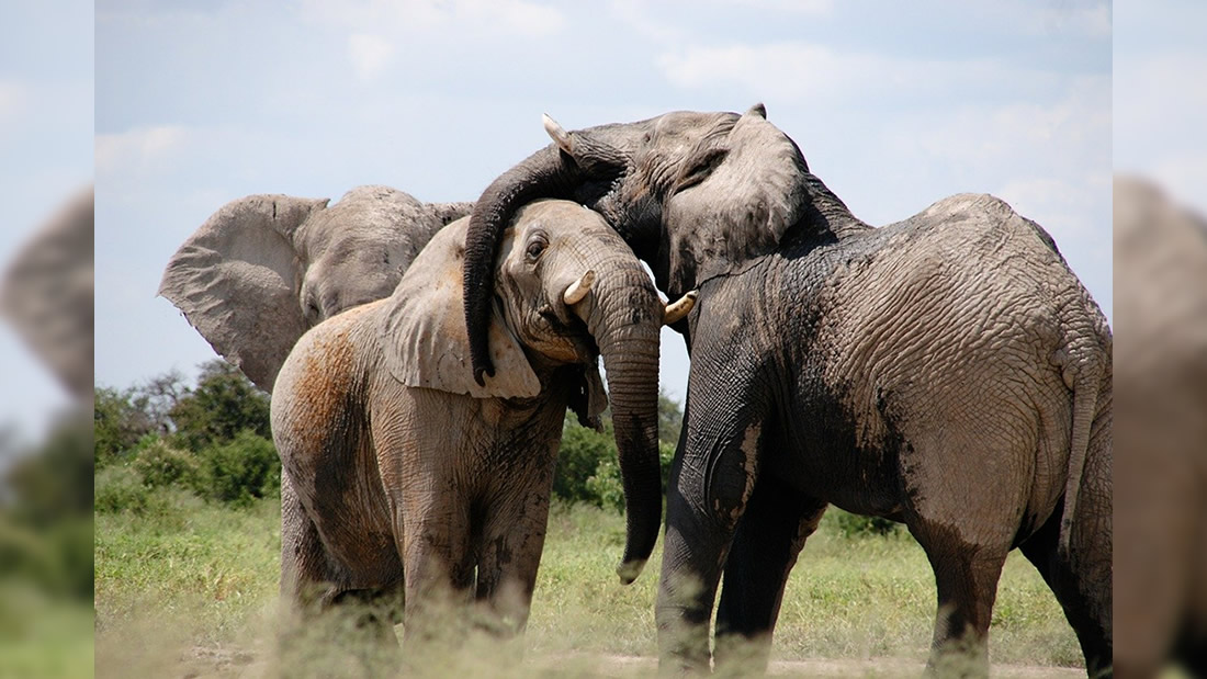 Elefantes africanos se extinguirán en 2040 sino actuamos ahora, dice WWF