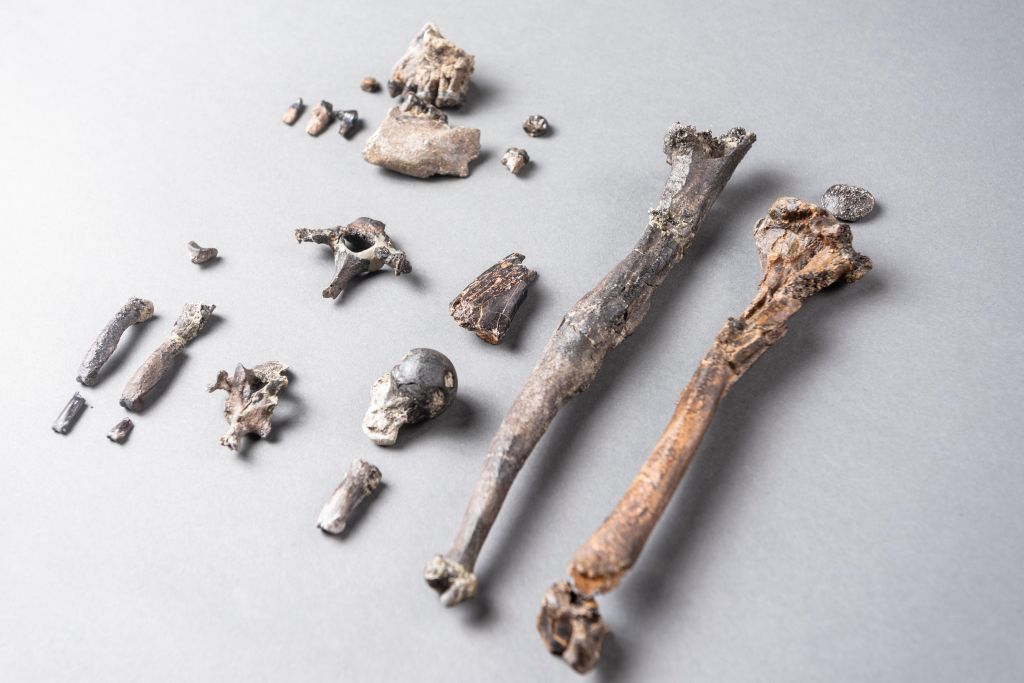Aquí, los 21 huesos del esqueleto parcial más completo de un mono Danubio macho descubierto en Baviera