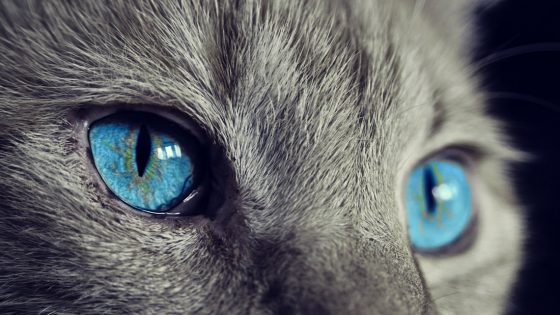 Nueva tecnología permite a los humanos «ver» el mundo a través de los ojos de los animales