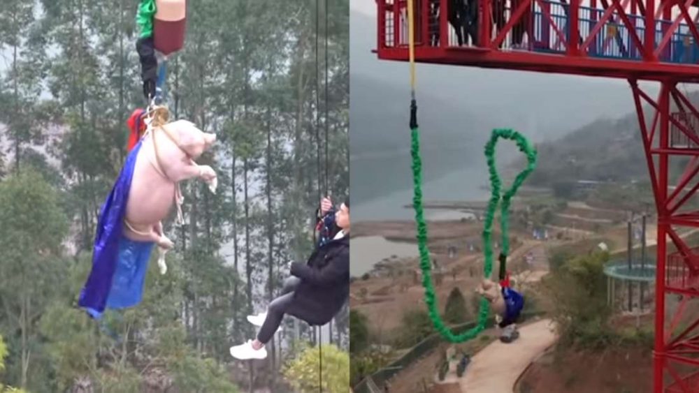 Parque temático en China «obliga» a cerdo a realizar puenting