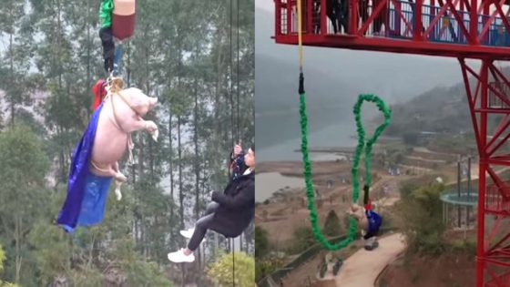 Parque temático en China «obliga» a cerdo a realizar puenting