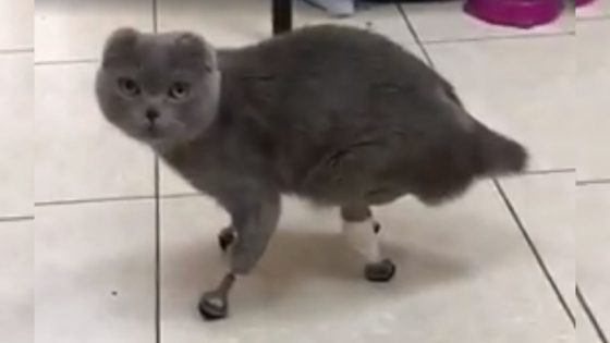 Gato recibe extremidades de titanio luego de perderlas por congelamiento en Siberia