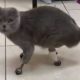 Gato recibe extremidades de titanio luego de perderlas por congelamiento en Siberia