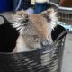 Improvisado Hospital Koala en Australia lucha para salvar a animales heridos en incendios forestales