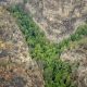 Misión secreta salvó los últimos «árboles de dinosaurios» de Australia de los incendios forestales