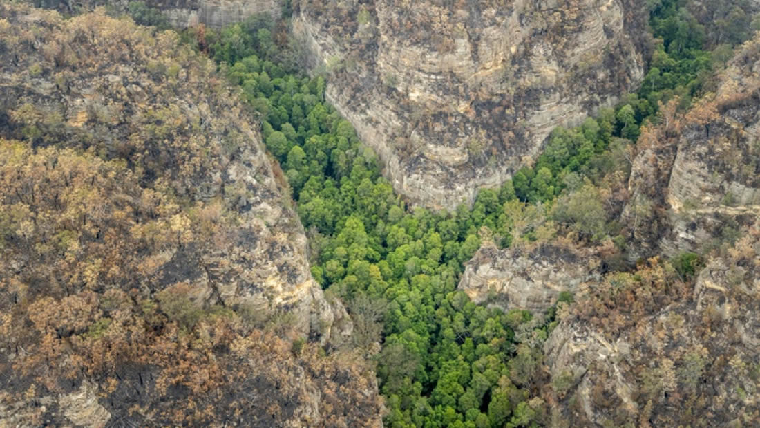 Misión secreta salvó los últimos «árboles de dinosaurios» de Australia de los incendios forestales