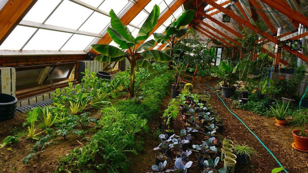 Walipinis: ingeniosas huertas subterráneas hechas en Bolivia que resisten el clima extremo