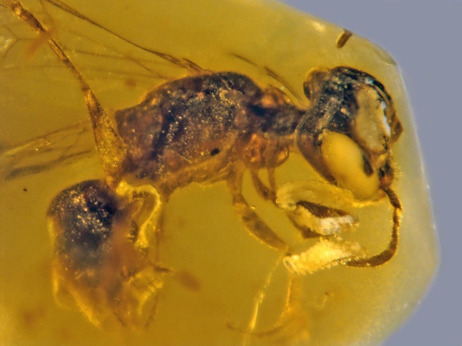 Hallan la abeja primitiva más antigua conservada en ámbar de hace 100 millones de años