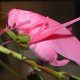 Extraño saltamontes rosado brillante descubierto en Texas