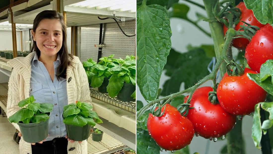 Científica colombiana ayuda a proteger los tomates de amenazas microbianas