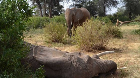 La historia de un elefante no termina cuando muere
