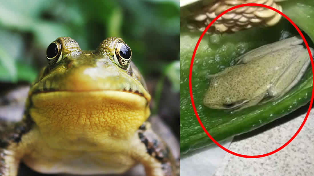 ¿Cómo demonios entró esta rana viva dentro de un pimiento verde?