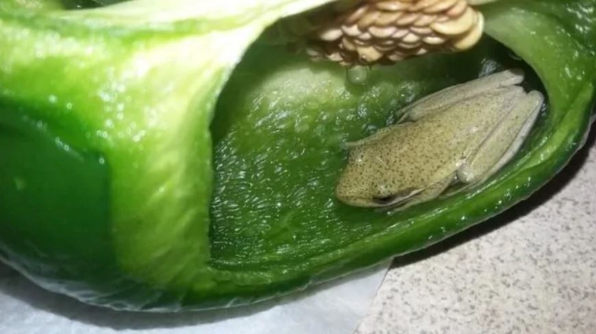 ¿Cómo demonios entró esta rana viva dentro de un pimiento verde?