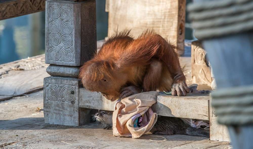 ¡Peculiares amigos! Orangután y varias nutrias juegan juntos