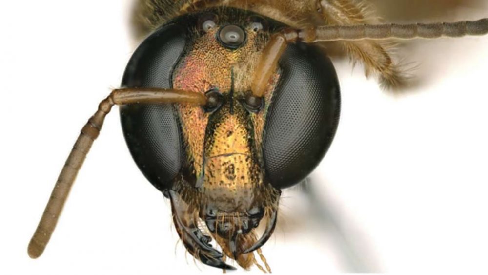 Abeja extremadamente rara, mitad macho y mitad hembra, hallada en Panamá