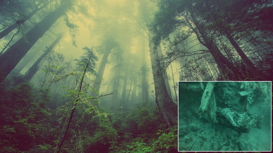 Bosque oculto de casi 60.000 años sumergido en el Golfo de México (Vídeo)