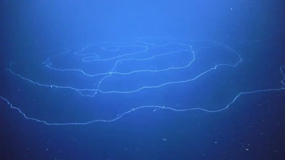 Enorme espiral flotante apareció en el océano y deja a los biólogos desconcertados