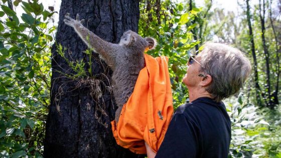 Koalas que resultaron heridos en incendios forestales en Australia están siendo liberados