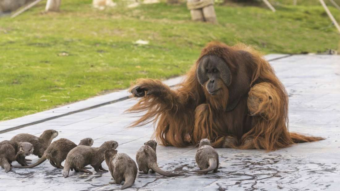 ¡Peculiares amigos! Orangután y varias nutrias juegan juntos
