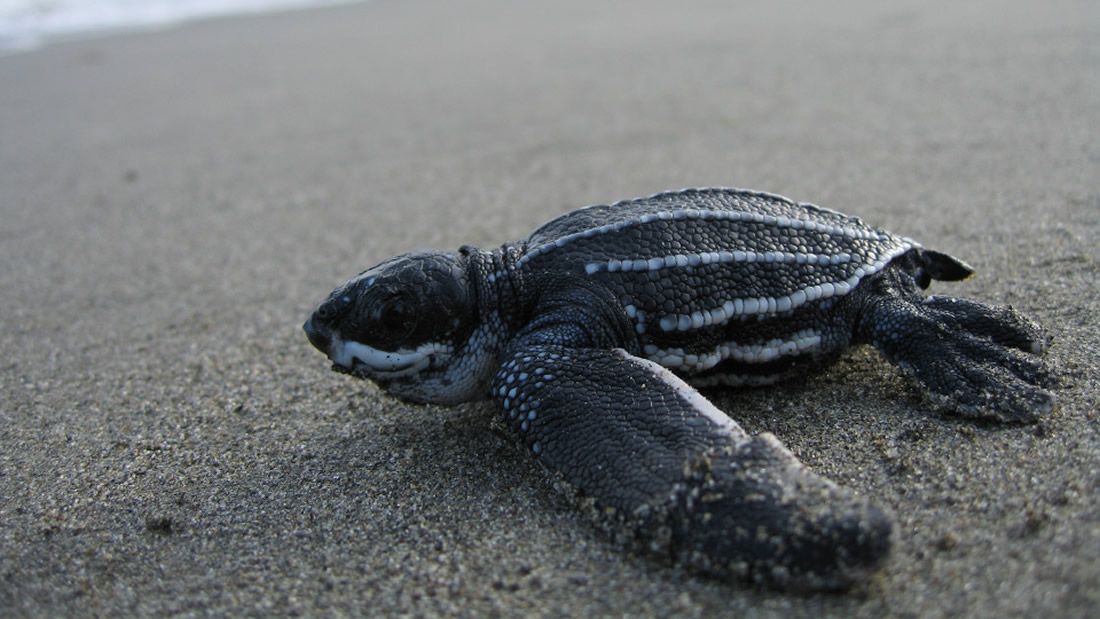 Playas vacías por cuarentena conducen al retorno de los nidos de tortugas marinas