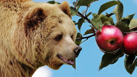 ¿Por qué los italianos cultivan manzanas para los osos salvajes?