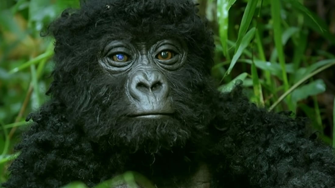 Robot «Spy» Gorilla graba a los gorilas cantando por primera vez