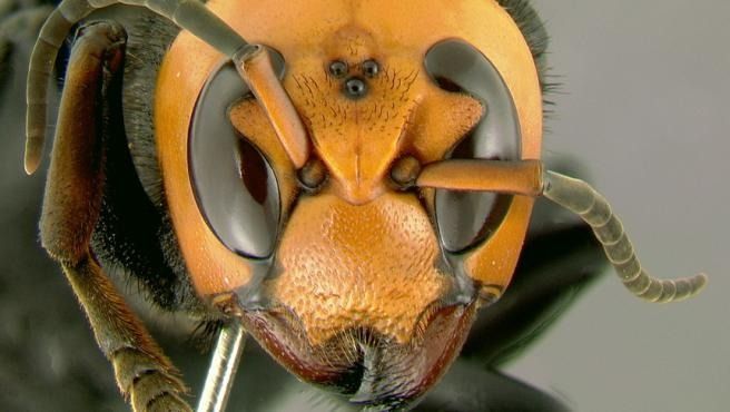 Científicos esperan cazar «avispones asesinos» antes de que acaben con las abejas