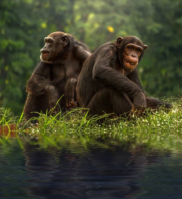 Simios y la pandemia: escapan de la caza furtiva y ahora luchan con un nuevo enemigo