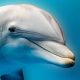 ¿Qué hace que los delfines jorobados sean diferentes? Esta bióloga india está descubriéndolo