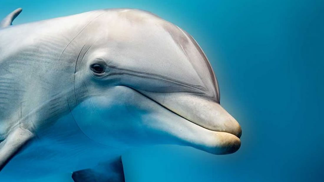 ¿Qué hace que los delfines jorobados sean diferentes? Esta bióloga india está descubriéndolo