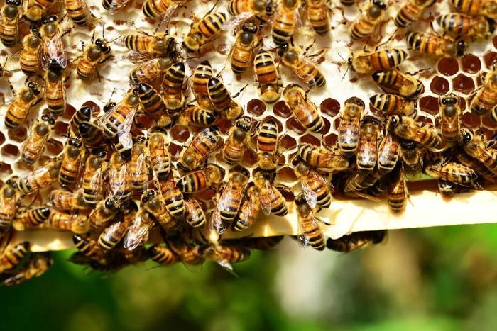 Las abejas melíferas luchan con su propia pandemia