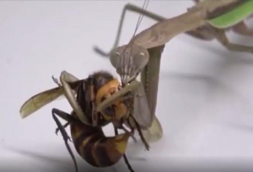 Mantis religiosa se lanza sobre avispón asesino y devora su cabeza (Vídeo)