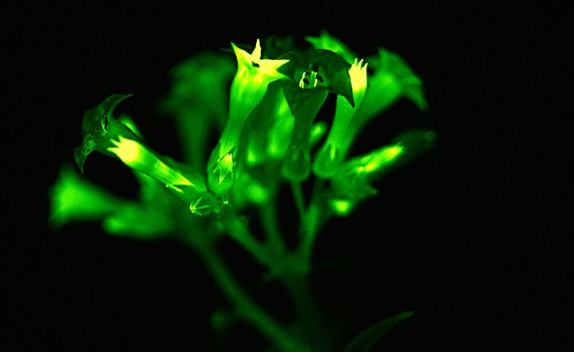 Desarrollan plantas luminosas con ADN de hongos 